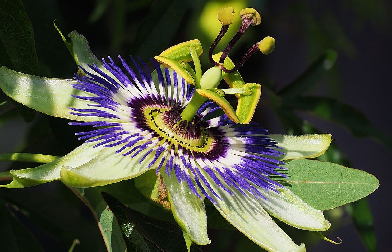 Vaincre l’anxiété grâce à la passiflore, remède naturel par excellence